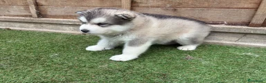 Alaskan Malamute 3