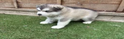 Alaskan Malamute dogs for sale: Pure bred Alaskan malamute puppies for sale £1200 - Advert 8
