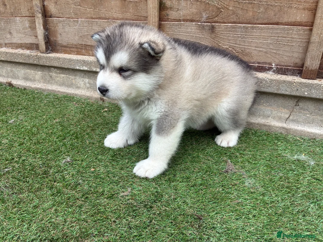 Alaskan Malamute dogs for sale: Pure bred Alaskan malamute puppies for sale £1200 - Advert 8