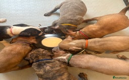 Staffordshire Bull Terrier dogs for sale: Beautiful coloured staffies - Image 16