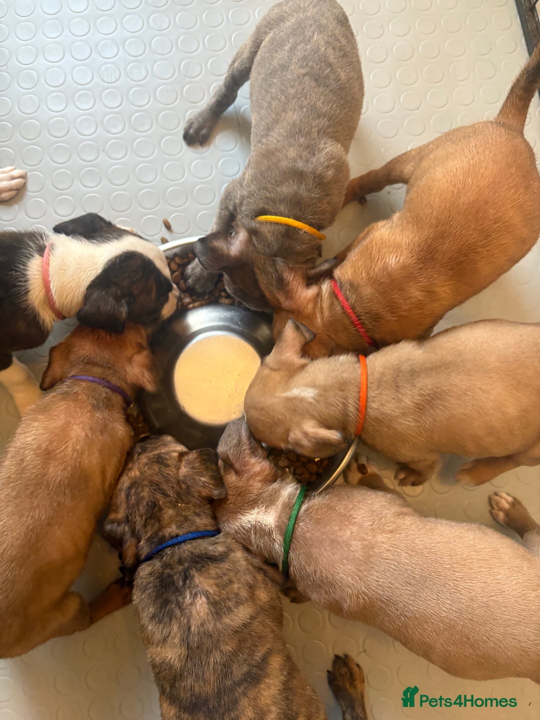 Staffordshire Bull Terrier dogs for sale: Beautiful coloured staffies - Image 16