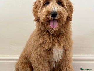 Australian Labradoodle dogs - Advert 4