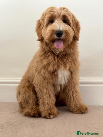 Australian Labradoodle dogs - Advert 2