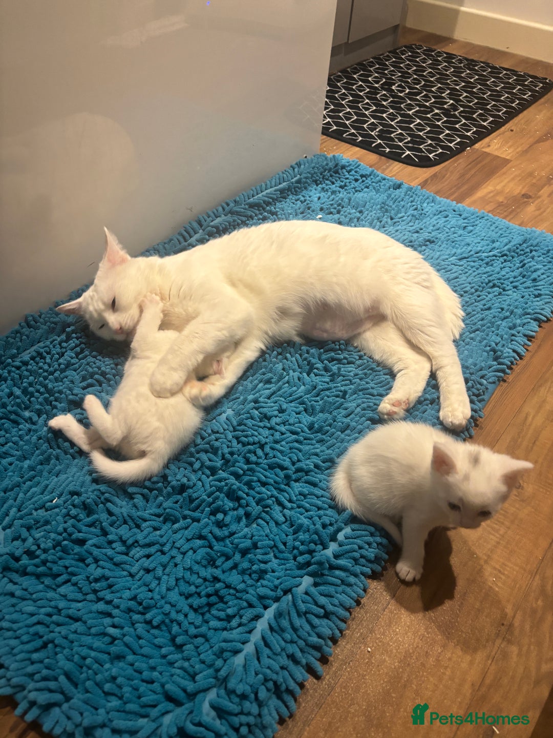 Turkish Angora cats for sale: ✨Adorable white kittens✨ - Image 11
