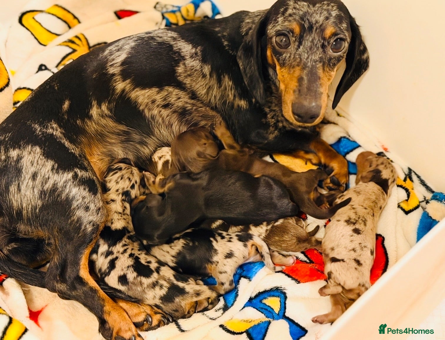 Miniature Dachshund dogs 🌸Special puppies for Special Peoples 🌸 - Advert 1