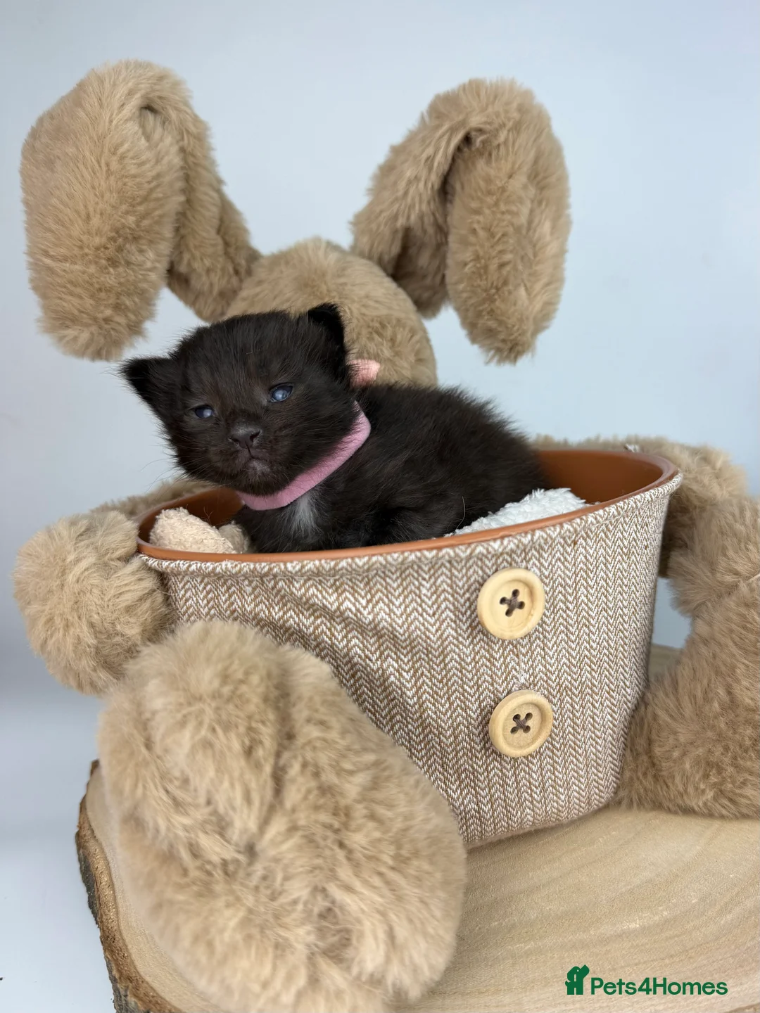 Ragcoon cats for sale: 🤍 RAGDOLL X MC KITTENS | HEALTH-TESTED PARENTS - Advert 25