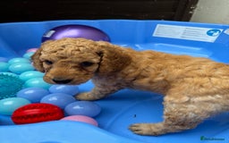 Cockapoo dogs for sale: READY NOW 1 Male F2 Cockapoo puppy - Image 8