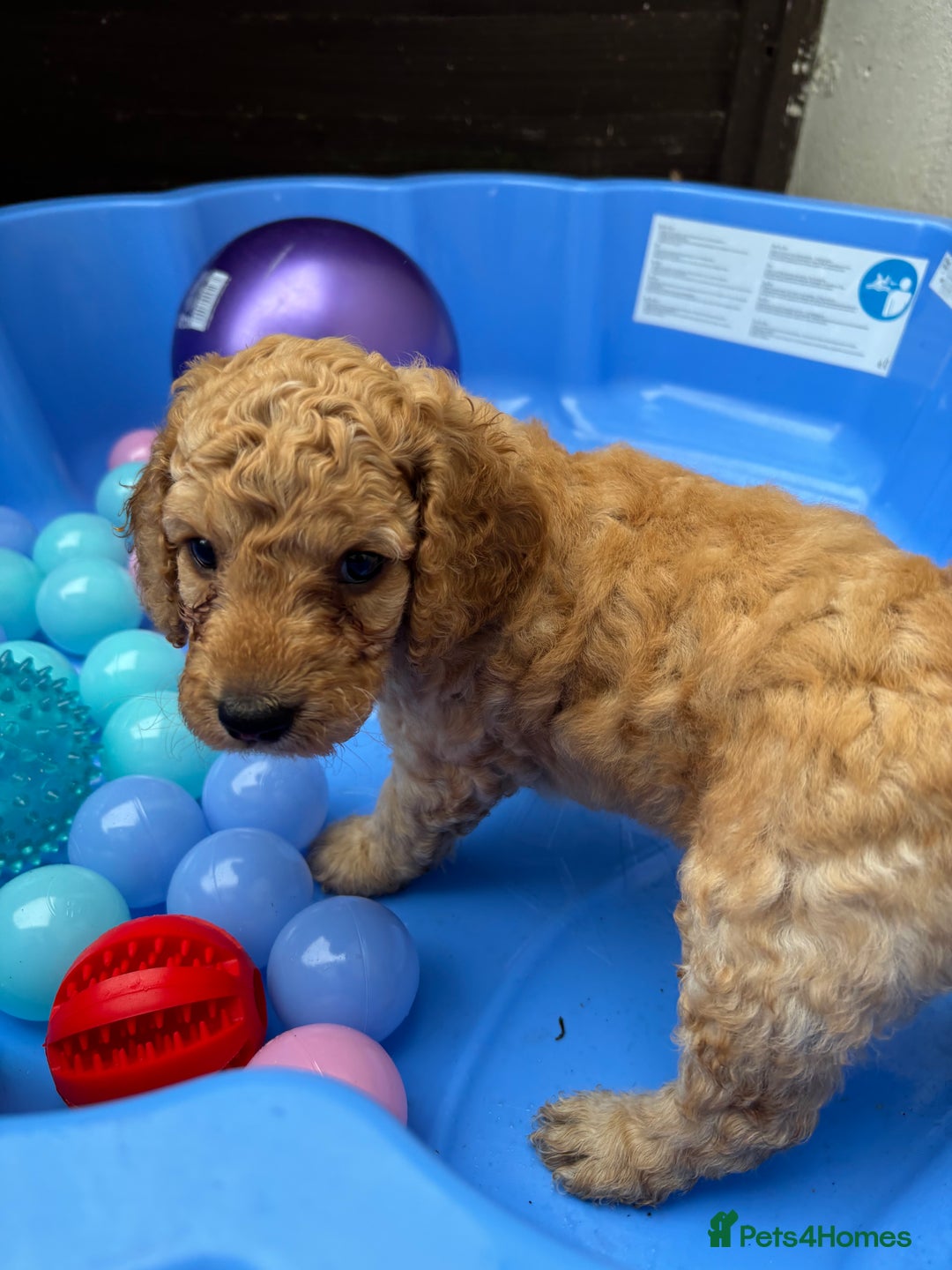 Cockapoo dogs for sale: READY NOW 1 Male F2 Cockapoo puppy - Image 8