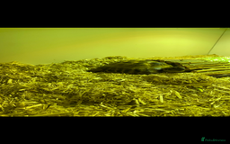 Tortoise reptiles for sale: Horsefield tortoise - Image 3