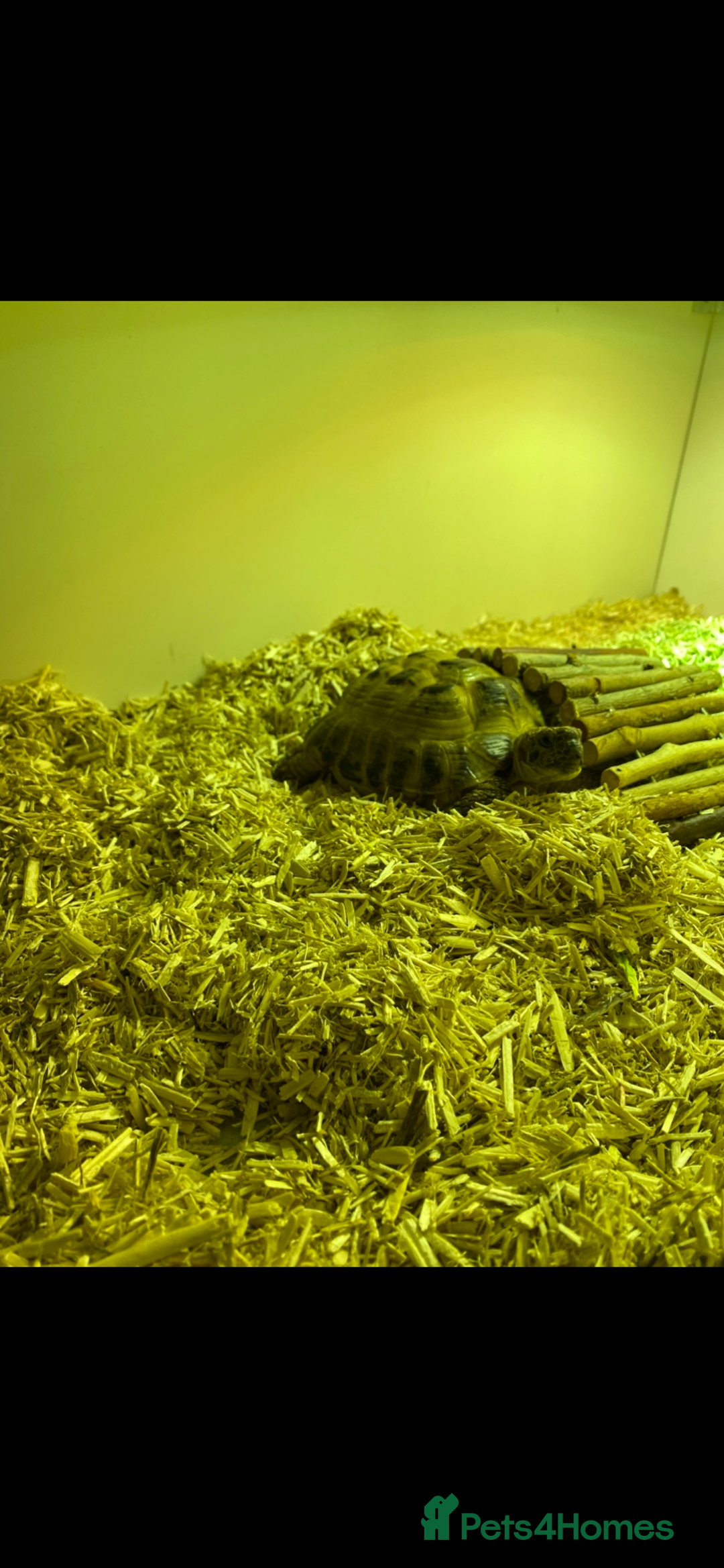 Tortoise reptiles for sale: Horsefield tortoise - Image 3
