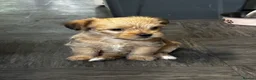 Yorkiepoo dogs for sale: Yorkipoo - Advert 7