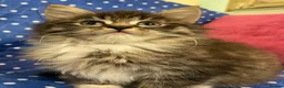 Maine Coon cats for sale: Maine Coon Absolutely Beautiful Kittens For Sale  - Advert 15