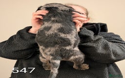 Australian Labradoodle dogs for sale: Ready Now !  Miniature Australian Labradoodles - Image 28