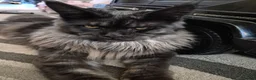 Maine Coon cats for sale: Smoke Pure Thorough Bred Maine Coon - Advert 4