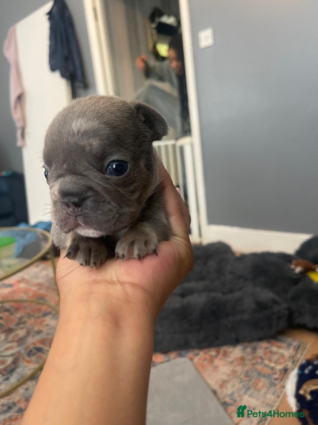 French Bulldog dogs for sale: beautiful frenchies - Image 16