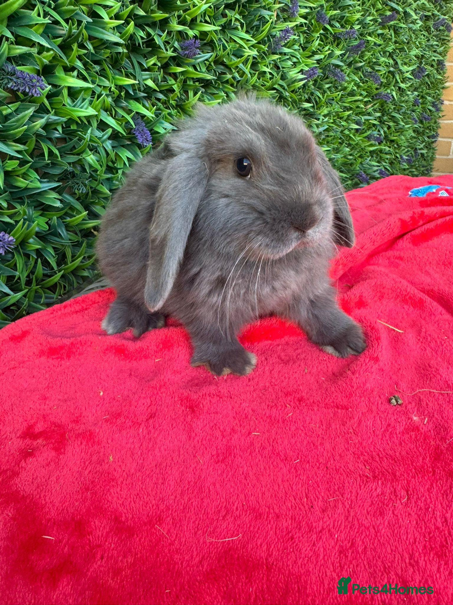 Continental Giant rabbits French Lops & Mini Lops  - Advert 2