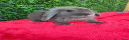 Continental Giant rabbits for sale: Giant French Lops & Mini Lops  - Advert 14