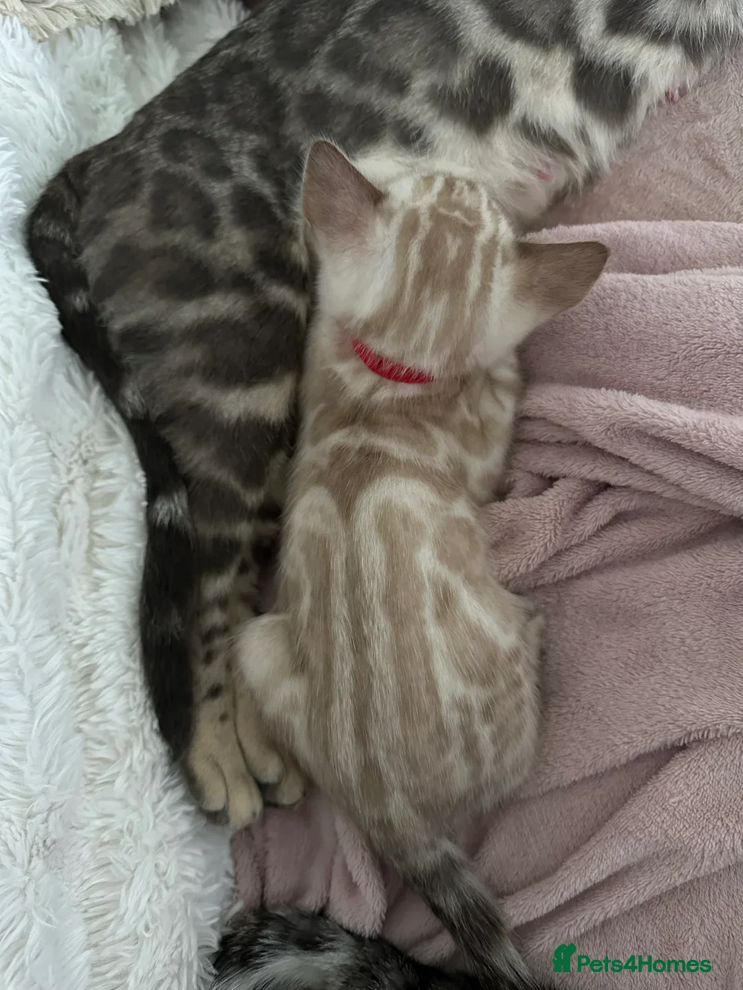 Bengal cats for sale: BENGAL - 1 MALE SEAL LYNX KITTEN AVAILABLE - Advert 2