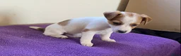 Jack Russell dogs for sale: Jack russell puppies - Advert 7