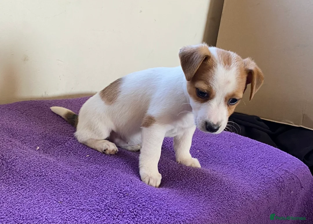 Jack Russell dogs for sale: Jack russell puppies - Advert 7