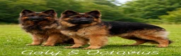 German Shepherd dogs for sale: BOYS IN BLACK in Wellingborough - Advert 4