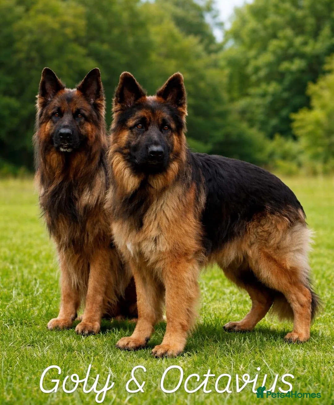 German Shepherd dogs for sale: BOYS IN BLACK in Wellingborough - Advert 4