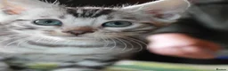 Bengal cats for sale: Two Male Bengal Kittens for Sale - Advert 12