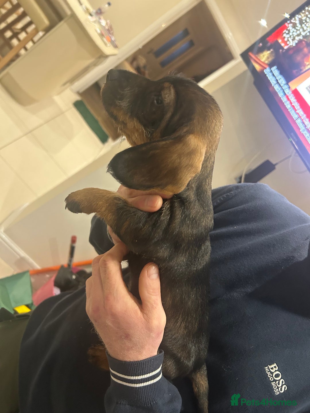 Dachshund dogs for sale: Litter of 3 wired haired daushaund tackles  - Advert 9