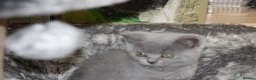 British Shorthair cats for sale: Cute babies ready for their new 🏠🐱🥰 - Advert 33