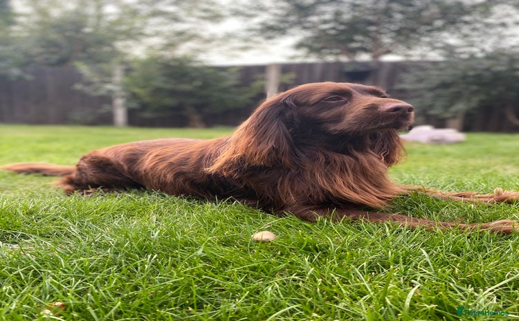 Cocker Spaniel dogs - Advert 1
