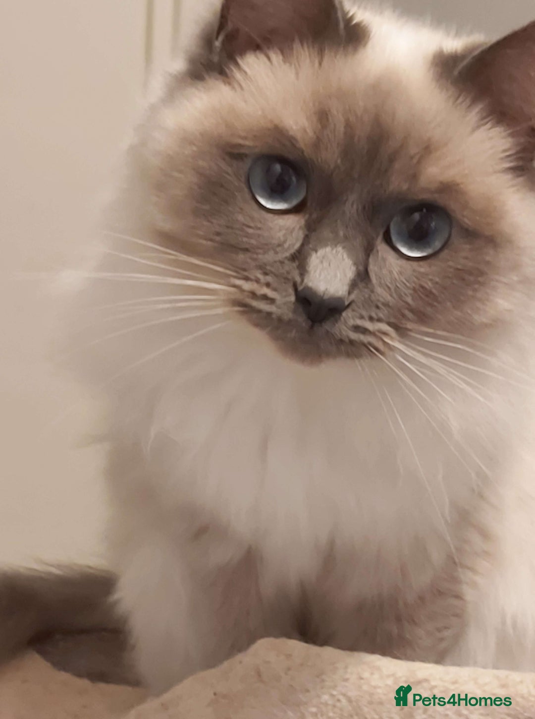 Ragdoll cats for sale: Ragdoll Kittens - Image 7