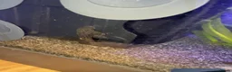 Plecos fish for sale: bristlenose pleco in Caernarfon - Advert 1
