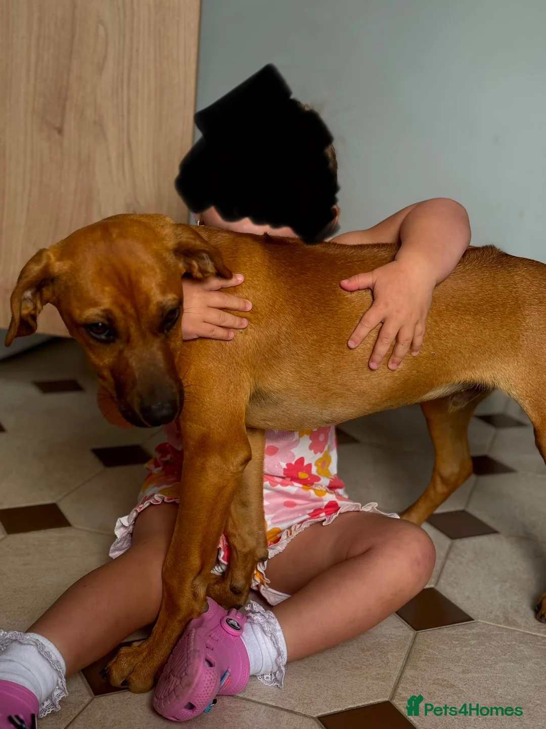 Rhodesian Ridgeback dogs for sale: 6 month old Rhodesian ridgeback boy puppy - Advert 3
