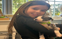 Whippet dogs for sale: Kc reg whippets Hear and eye tested parents  - Image 28
