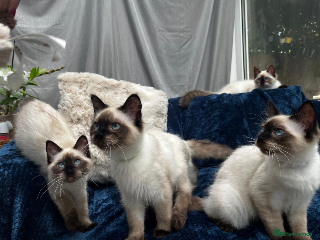 Ragdoll cats for sale: 4 Gorgeous Ragdoll Kittens **Ready to go now** - Image 7