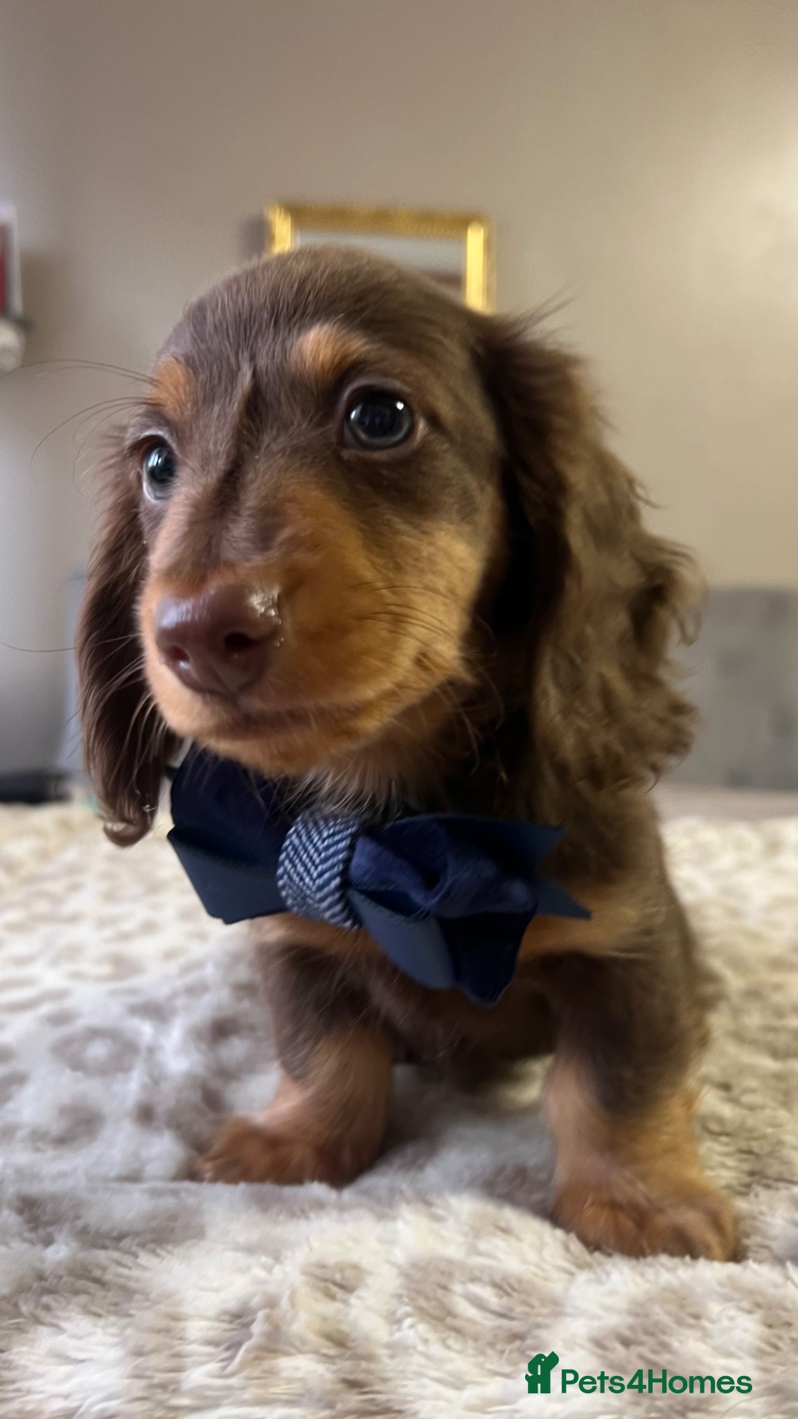 Miniature Dachshund dogs 🐾 Stunning Chocolate Cream Mini Longhair Boys ✨🐶 - Advert 18