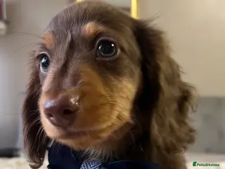 Miniature Dachshund dogs 🐾 Stunning Chocolate Cream Mini Longhair Boys ✨🐶 - Advert 18