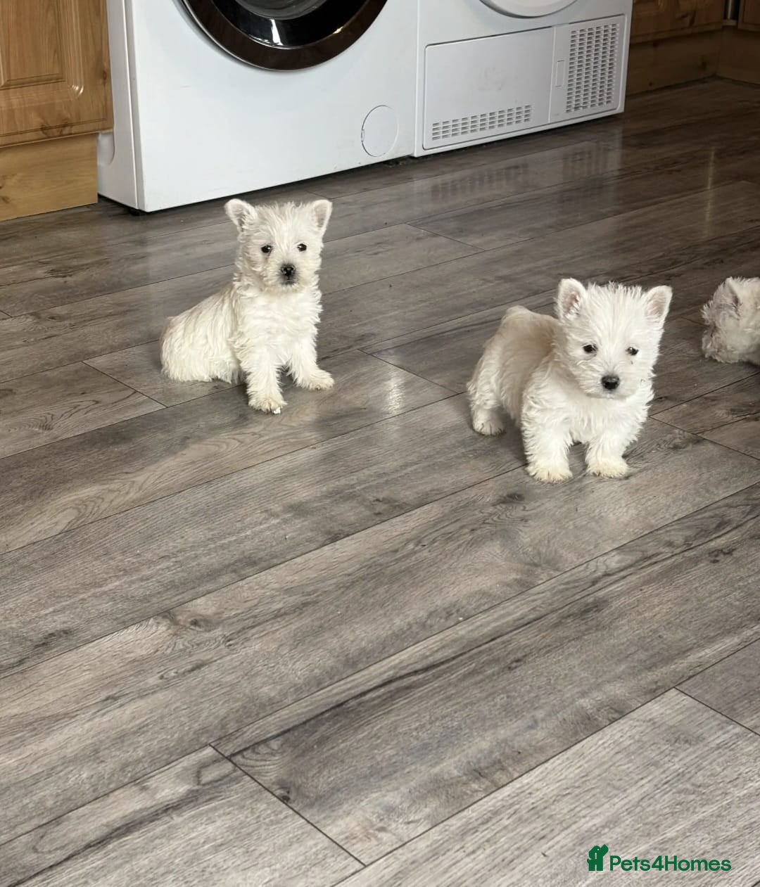 West Highland Terrier dogs Gorgeous west highland puppies - Advert 1