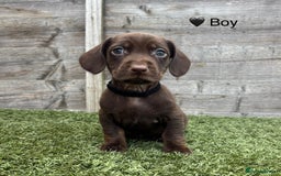 Mixed Breed dogs for sale: Top Quality F1 Docker Puppies - Image 21