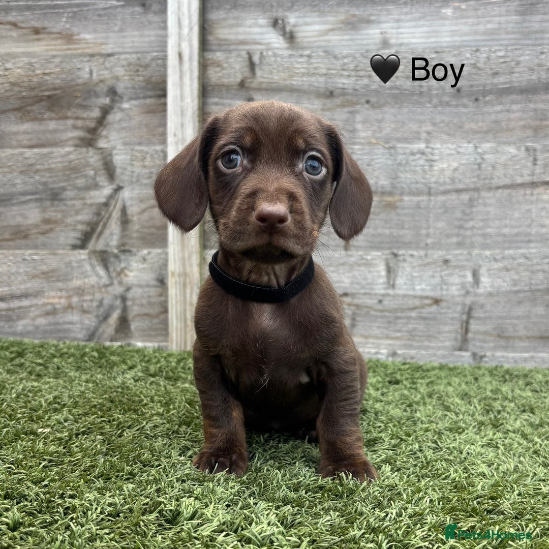 Mixed Breed dogs for sale: Top Quality F1 Docker Puppies - Image 21