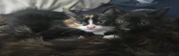 Mixed Breed cats for sale: 3 Fluffy Female Kittens For Sale - Advert 10