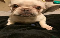 French Bulldog dogs for sale: Female white French bulldog 11 months old  - Image 2