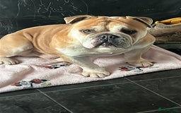 English Bulldog dogs for sale: English bulldog for sale - Advert 3