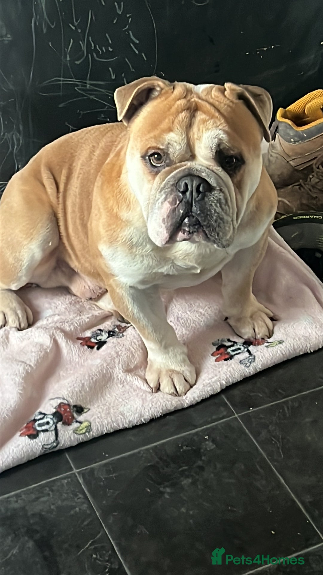 English Bulldog dogs for sale: English bulldog for sale - Advert 3