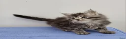 Maine Coon cats for sale: GCCF registered pedigree Maine Coon Kittens  - Advert 7