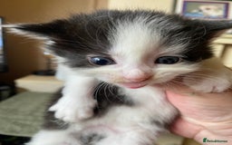 British Shorthair cats for sale: Mabel’s beautiful babies  - Image 19