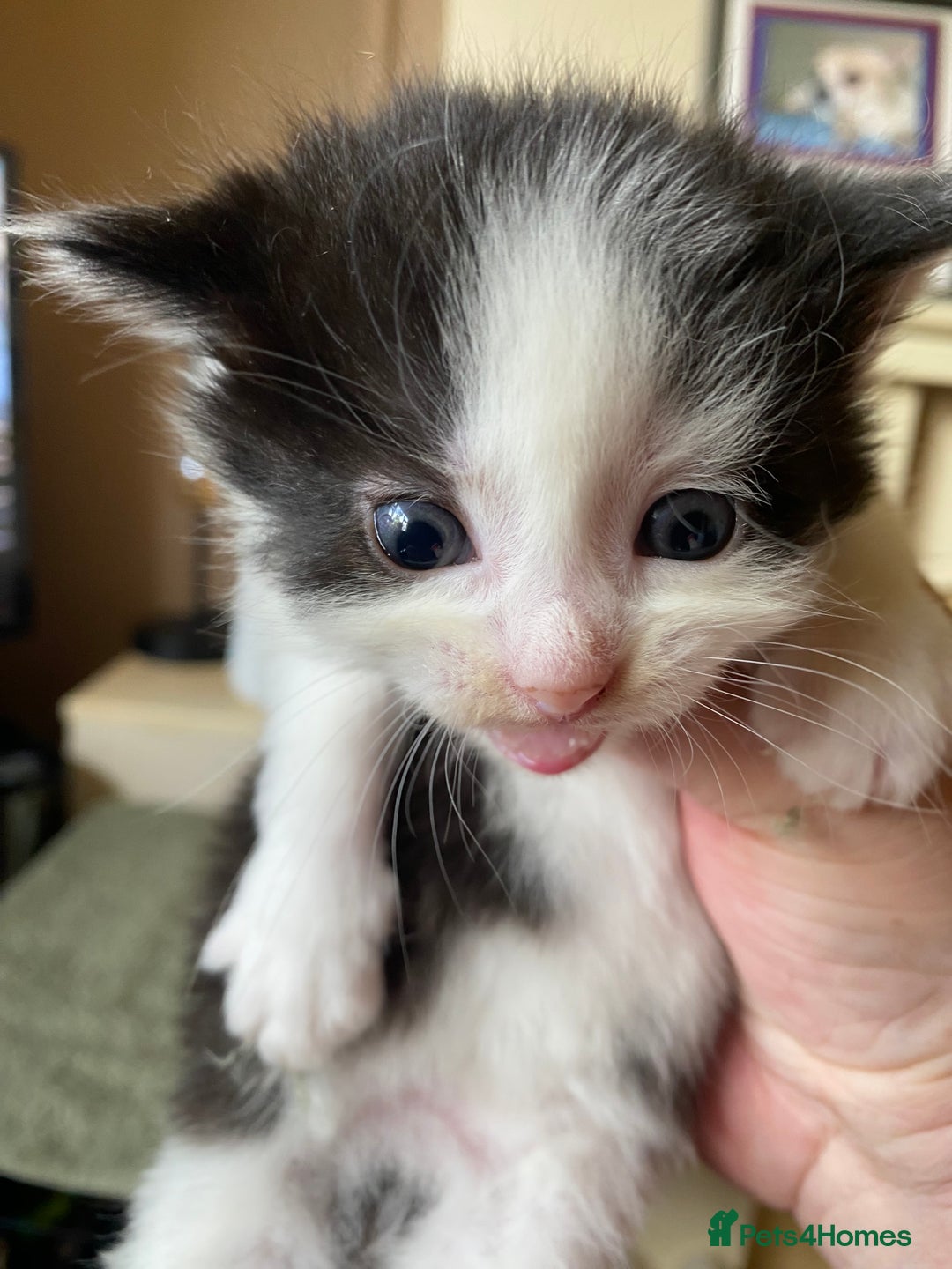 British Shorthair cats for sale: Mabel’s beautiful babies  - Image 19