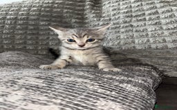 Bengal cats for sale: Four beautiful baby girl kittens  - Image 4