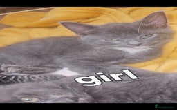 British Shorthair cats for sale: 3 boys 1 girl. Kittens - Image 3