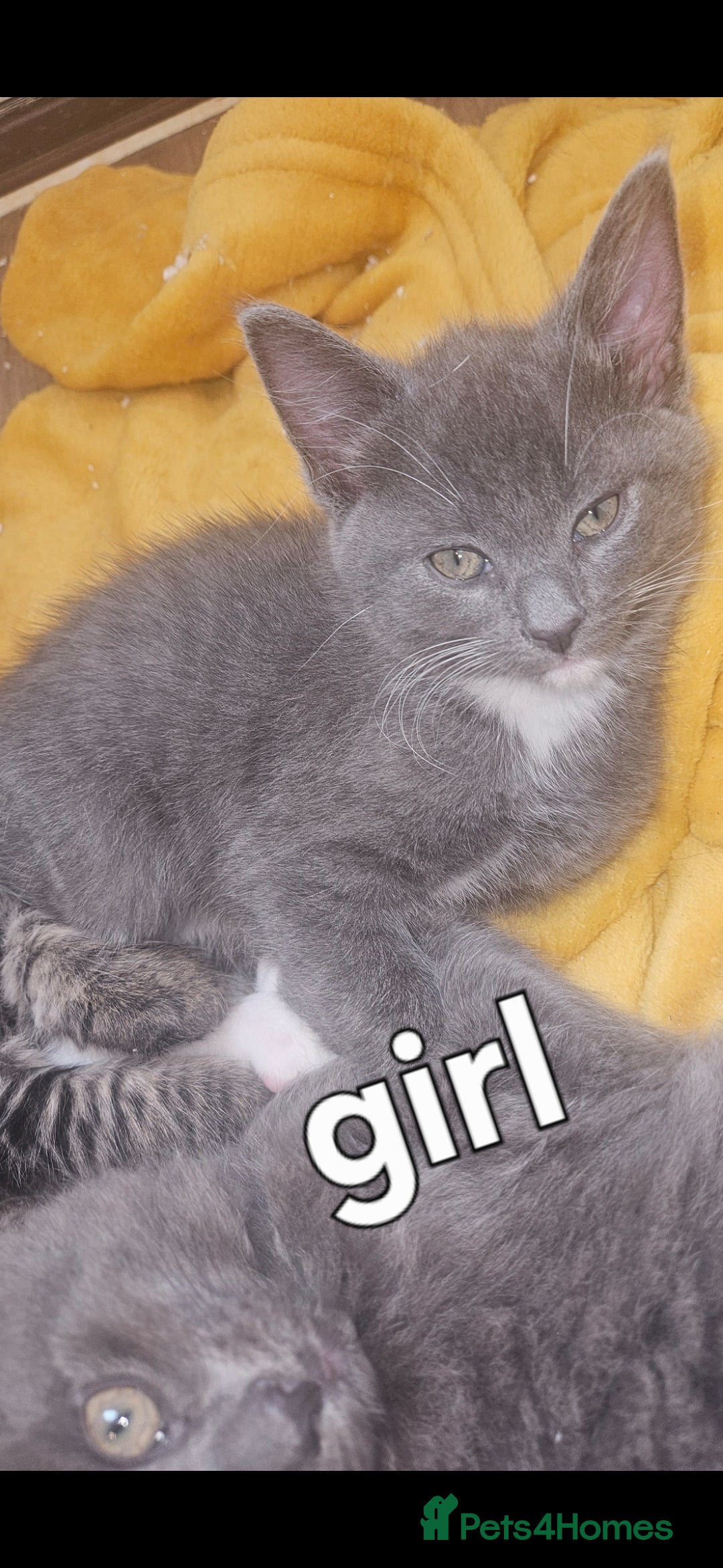 British Shorthair cats for sale: 3 boys 1 girl. Kittens - Image 3